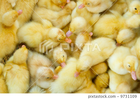 Little chicks in a basket, for sale on a Vietnamese market Little chicks in a basket, for sale on a Vietnamese market 9731109