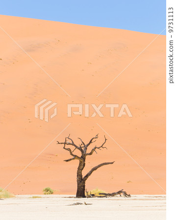 Lonely dead acacia tree in the Namib desert Lonely dead acacia tree in the Namib desert 9731113