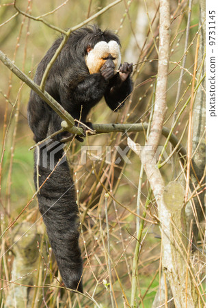 White-faced Saki (Pithecia pithecia) White-faced Saki (Pithecia pithecia) 9731145
