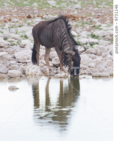 Wildebeest drinking at a waterhole, Etosha National Park 9731146