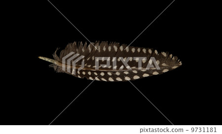 Small feather isolated 9731181