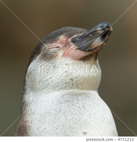 Close-up of a humboldt penguin Close-up of a humboldt penguin 9731212