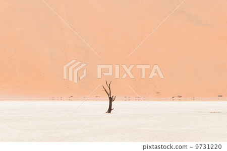 Lonely dead acacia tree in the Namib desert 9731220