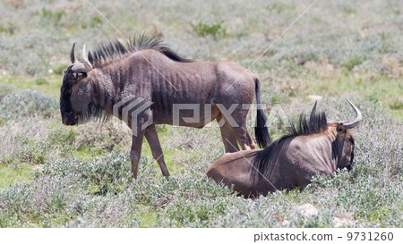 Wildebeest walking the plains of Etosha National Park 9731260