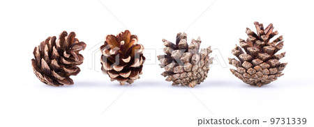 Pine cones isolated on white Pine cones isolated on white 9731339
