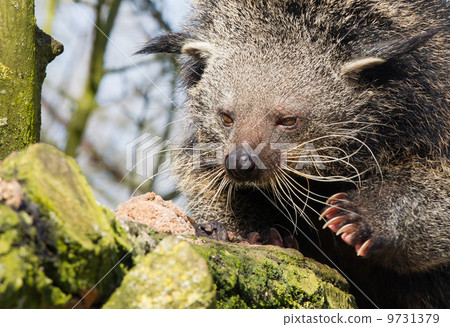 Close-up of a Binturong Close-up of a Binturong 9731379