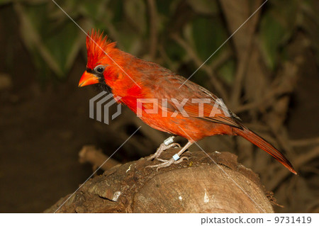 Northern Cardinal in captivity Northern Cardinal in captivity 9731419