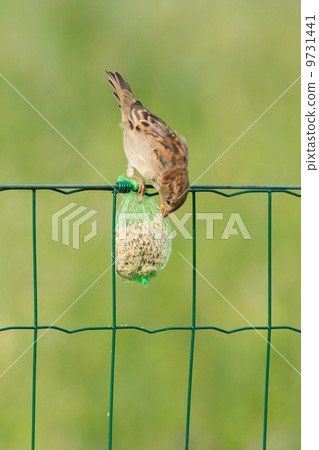 A sparrow is eating A sparrow is eating 9731441
