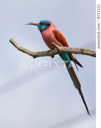 Northern Carmine Bee-Eater Northern Carmine Bee-Eater 9731521