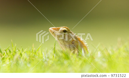 Close up of a lizard 9731522