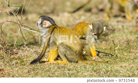 Squirrel Monkey (Saimiri boliviensis) 9731548