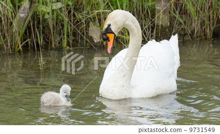 A cygnet is swimming in the water A cygnet is swimming in the water 9731549