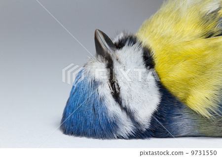 A deceased blue tit A deceased blue tit 9731550