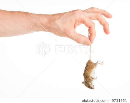 Hand holding a dead mouse, isolated Hand holding a dead mouse, isolated 9731551