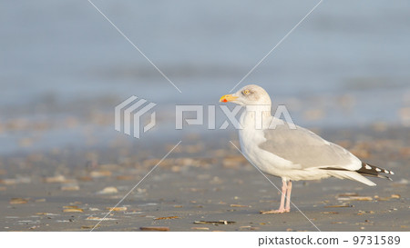 Herring gull on a beach 9731589