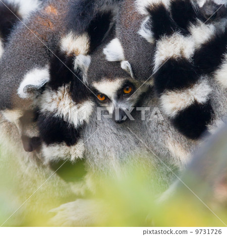 Ring-tailed lemur (Lemur catta) Ring-tailed lemur (Lemur catta) 9731726