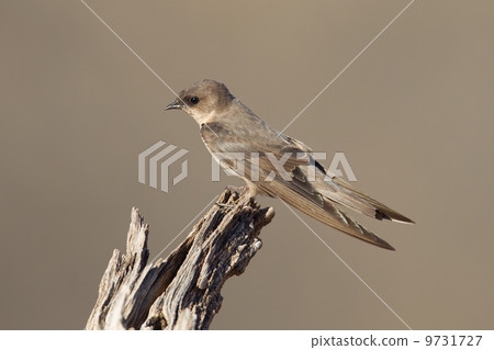 Swallow Sand Martin (Riparia riparia) Swallow Sand Martin (Riparia riparia) 9731727