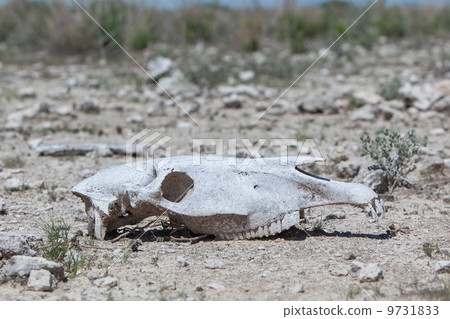 Zebra skull on the ground in Etosha national park 9731833