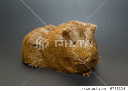 A guinea pig A guinea pig 9731834