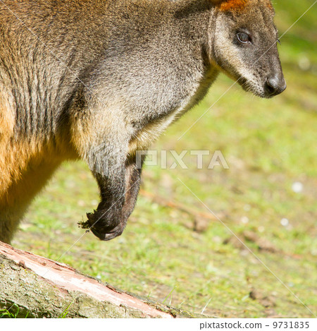 Swamp wallaby in a dutch zoo Swamp wallaby in a dutch zoo 9731835