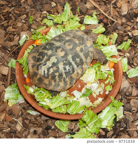 Hermann's Tortoise, turtle in a salad bowl Hermann's Tortoise, turtle in a salad bowl 9731838