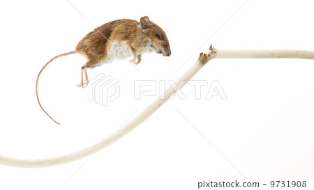 Mouse killed 9731908
