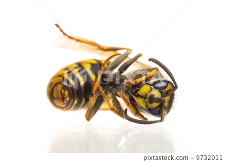 Macro of a dead wasp (Vespula vulgaris) 9732011