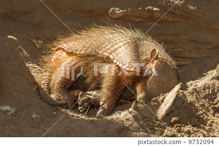 Sleeping armadillo (Chaetophractus villosus) Sleeping armadillo (Chaetophractus villosus) 9732094