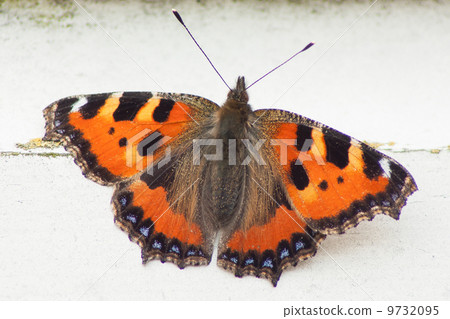 A close-up of a butterfly on wood A close-up of a butterfly on wood 9732095