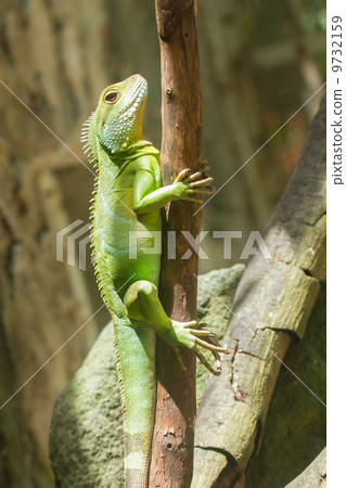 Iguana in a tree at a zoo in Vietnam Iguana in a tree at a zoo in Vietnam 9732159