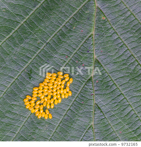 Aporia crataegi Eggs on Green Leaf Close-up 9732165