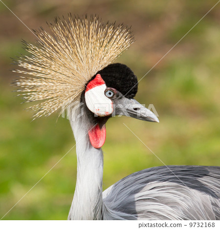 A crowned crane 9732168