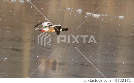 A male Goosander is flying 9732171