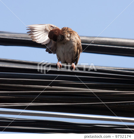 Eurasian Tree Sparrow sitting on a power cable, cleaning itself Eurasian Tree Sparrow sitting on a power cable, cleaning itself 9732174