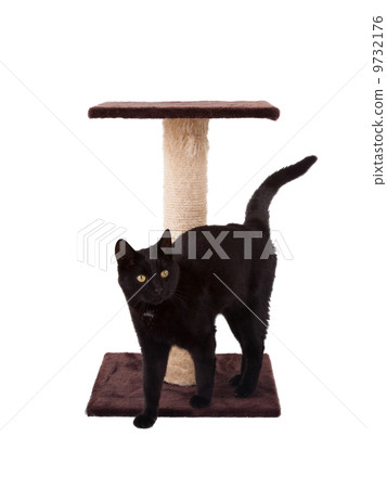 Black cat with a scratch pole Black cat with a scratch pole 9732176