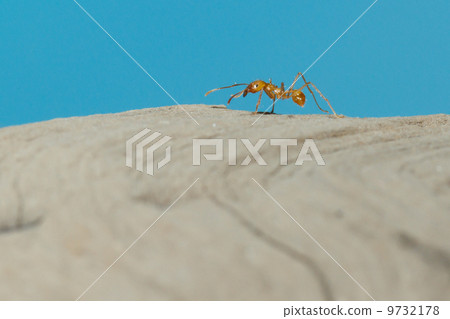 A leaf cutter ant A leaf cutter ant 9732178