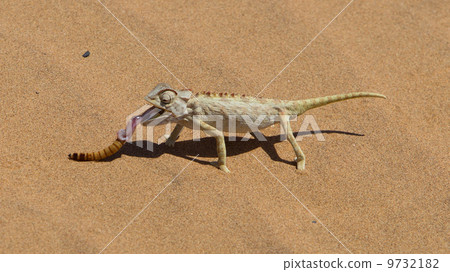 Namaqua Chameleon hunting in the Namib desert 9732182