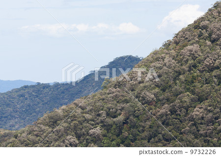 View of Vietnamese rainforrest (green jungle) 9732226