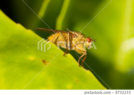 Green fly on a leaf Green fly on a leaf 9732255