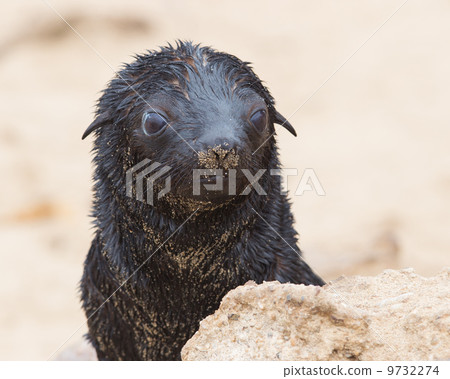Cape fur seal (Arctocephalus pusillus) Cape fur seal (Arctocephalus pusillus) 9732274