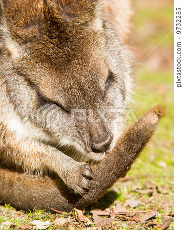 Parma wallaby is cleaning it's tail 9732285