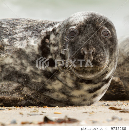 A grey seal A grey seal 9732288