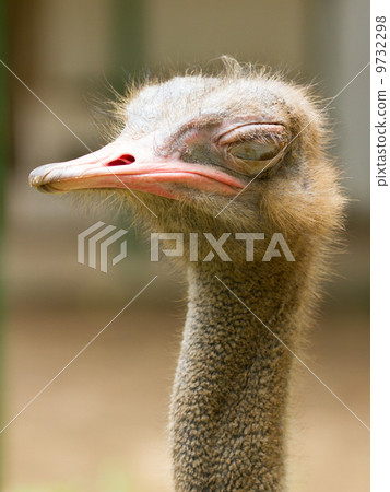Ostrich standing in a zoo in Saigon 9732298