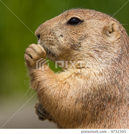Cute prairie dog eating Cute prairie dog eating 9732305