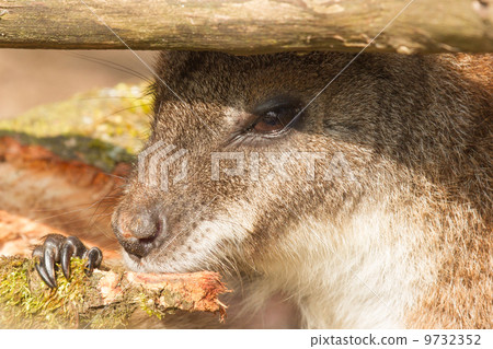 An eating parma wallaby An eating parma wallaby 9732352