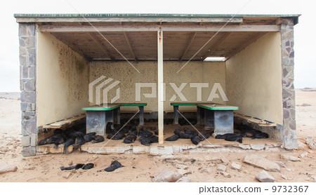 Cape fur seal (Arctocephalus pusillus) 9732367