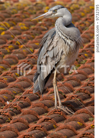 A blue heron on a roof 9732395