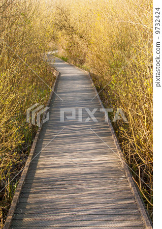 A wooden path in the marsh A wooden path in the marsh 9732424