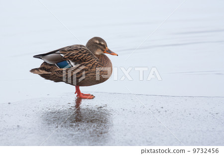 A wild duck on the ice A wild duck on the ice 9732456