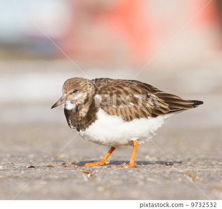 Ruddy Turnstone Ruddy Turnstone 9732532